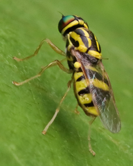 Oxycera variegata