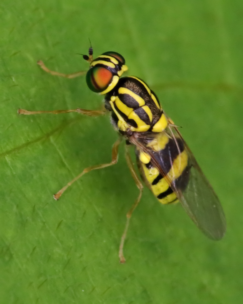 Oxycera variegata
