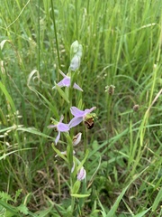 Ophrys apifera