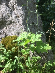 Bupleurum falcatum