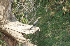 Microcarbo africanus pictilis