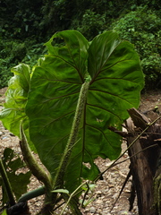 Philodendron verrucosum