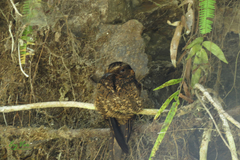 Hydropsalis climacocerca