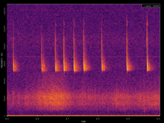 Pipistrellus pygmaeus