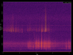 Pipistrellus pygmaeus