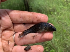 Dormitator maculatus