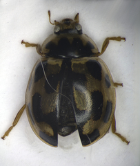 Propylea quatuordecimpunctata