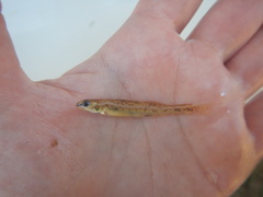 Etheostoma chlorosoma