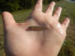 Etheostoma gracile