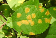 Polystigma fulvum