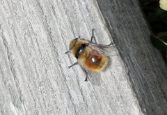Oestrinae