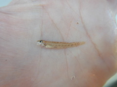Etheostoma proeliare