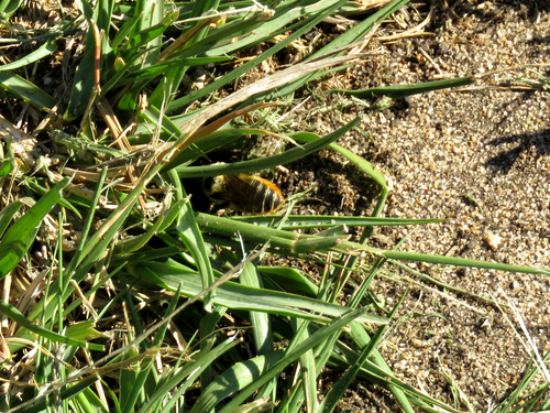 photo of Western Leafcutter (Megachile perihirta)