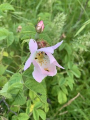 Rosa canina