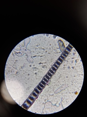 Muscardinus avellanarius