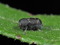 Pachybrachis stygicus