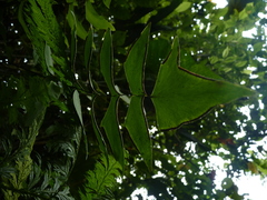 Adiantum macrophyllum
