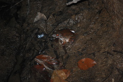 Limnonectes leporinus