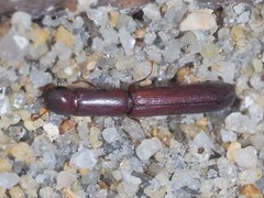 Nematidium filiforme