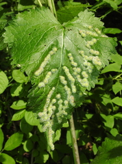 Aceria onychia