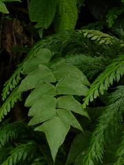 Adiantum macrophyllum