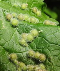 Aceria onychia