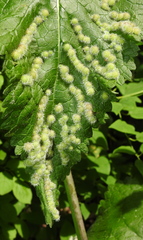 Aceria onychia