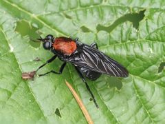 Clitellaria ephippium