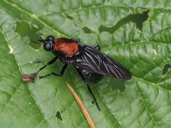 Clitellaria ephippium