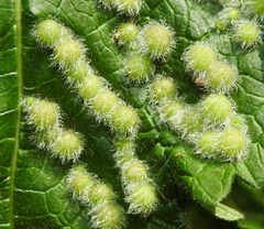 Aceria onychia