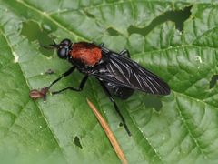 Clitellaria ephippium