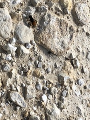 Pseudomethoca brazoria