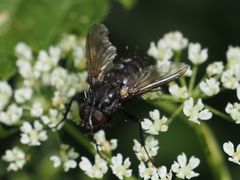 Rhinomorinia sarcophagina