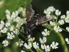 Rhinomorinia sarcophagina