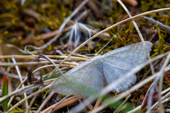 Idaea pallidata