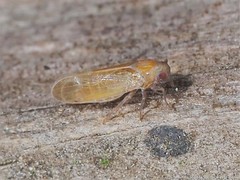 Pareuidella avicephaliforma