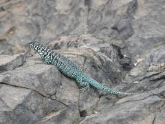 Liolaemus zapallarensis