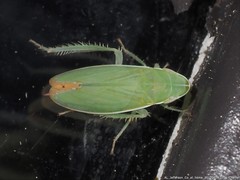 Memnonia flavida