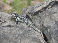 Liolaemus zapallarensis