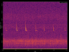 Pipistrellus pygmaeus
