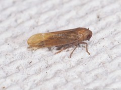 Pareuidella avicephaliforma