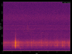 Pipistrellus pygmaeus