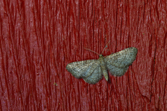 Eupithecia plumbeolata