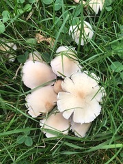 Candolleomyces candolleanus