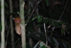 Cephalopachus bancanus borneanus