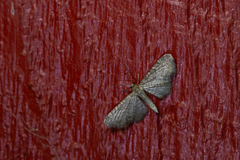 Eupithecia plumbeolata