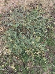 Astragalus deanei