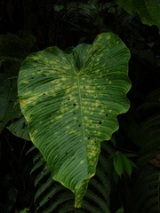 Anthurium cuspidatum
