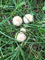 Candolleomyces candolleanus