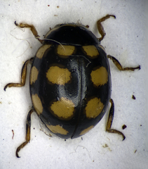 Propylea quatuordecimpunctata